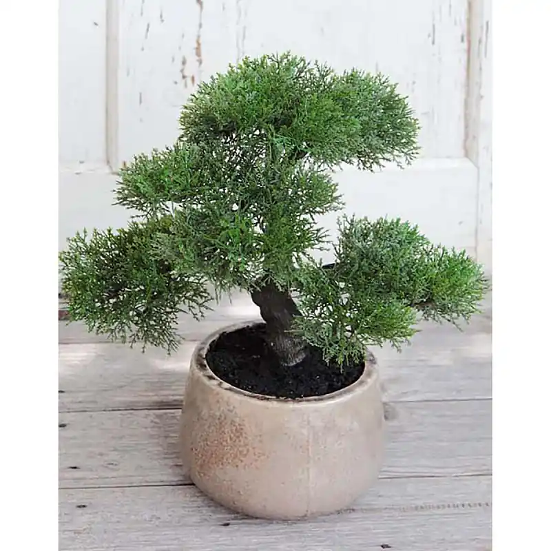 Künstliche Bonsai-Konifere im Keramiktopf, 36 cm, grün Sonderaktion