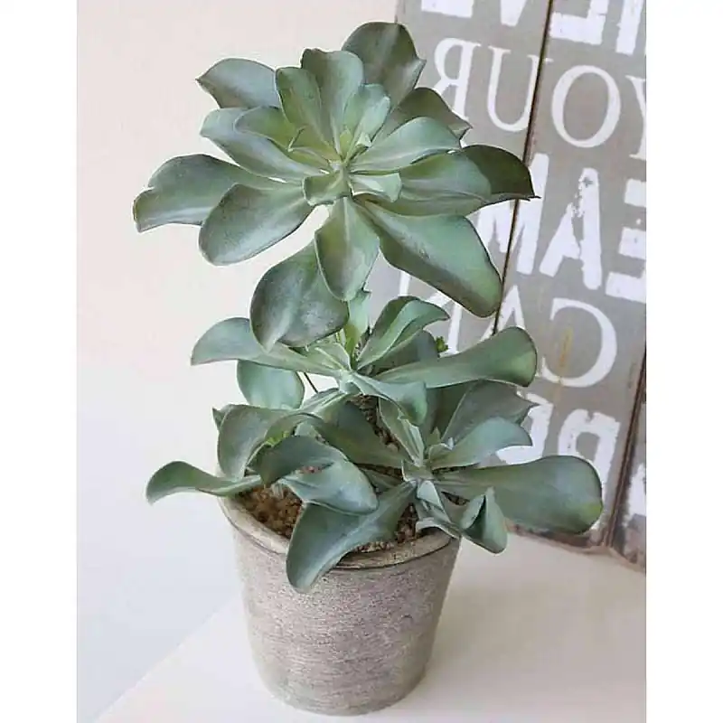 Künstliche Sukkulente im Dekotopf, 38 cm, grün Neue Ware