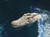 Krokodil Kopf Swimmingpool Party Gag Zertifiziert